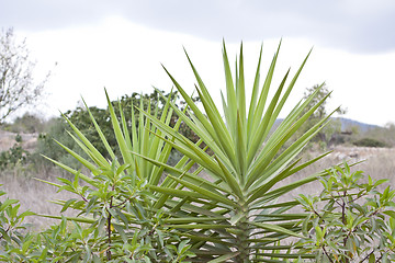 Image showing green palm in tropical landscape in summer