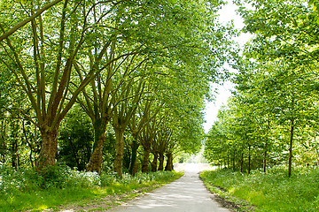 Image showing road in forest with green trees in summer