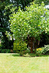 Image showing garden park with green tree and lawn in summer