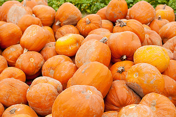 Image showing orange yellow pumpkin outdoor in autumn