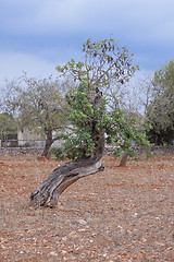 Image showing carob tree Ceratonia siliqua outside in summer