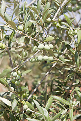 Image showing olive plants in summer on olive plantation