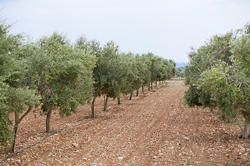 Image showing olive plants in summer on olive plantation