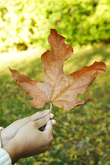 Image showing Autumn leaf