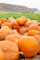 Image showing orange yellow pumpkin outdoor in autumn
