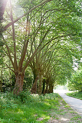 Image showing road in forest with green trees in summer