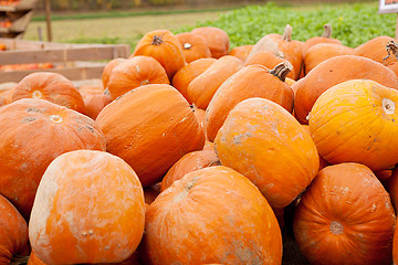 Image showing orange yellow pumpkin outdoor in autumn