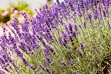 Image showing beautiful lavender flowers outside in summer