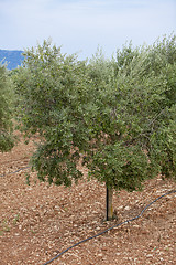 Image showing olive plants in summer on olive plantation