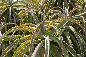 Image showing aloe vera cactus succulent plant outdoor