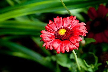 Image showing beautiful red gerbera flower in summer