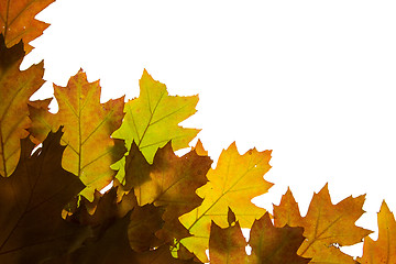 Image showing Autumn leaves background