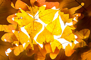 Image showing Autumn leaves background