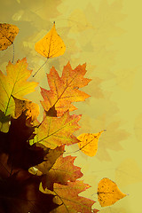 Image showing Autumn leaves background