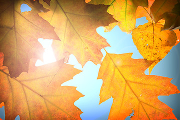 Image showing Autumn leaves background