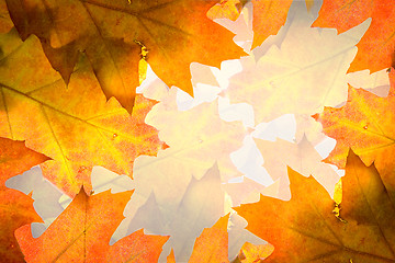 Image showing Autumn leaves background