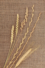 Image showing Dried Grasses 