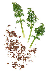 Image showing Caraway Seed and Leaf Sprigs