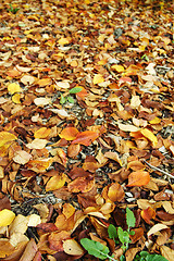 Image showing Autumn leaves