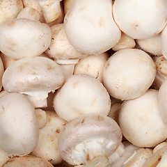 Image showing Mushrooms