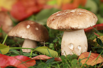 Image showing Porcini mushrooms