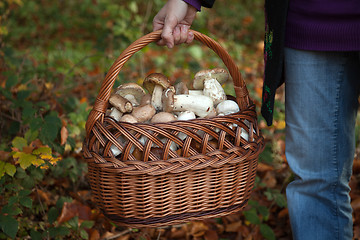 Image showing Collecting mushrooms