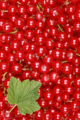 Image showing Fresh red currants