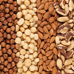 Image showing Collection of nuts