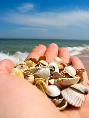 Image showing Hand with cockleshells