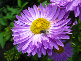 Image showing The fly on the blue aster