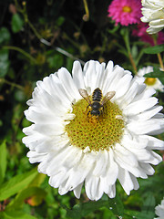 Image showing The fly on the white aster