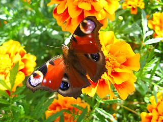 Image showing butterfly of peacock eye sitting on the tagetes