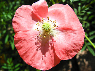 Image showing beautiful red flower