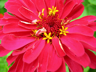 Image showing Red and fine zinnia