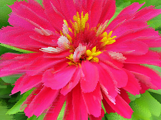 Image showing Red background with flower