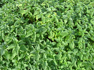 Image showing undergrowth of cruel nettle