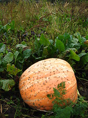 Image showing The greater red pumpkin on a kitchen garden
