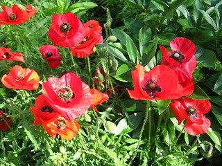 Image showing The beautiful flowers of a poppy