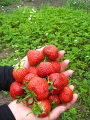 Image showing Palms full of strawberries