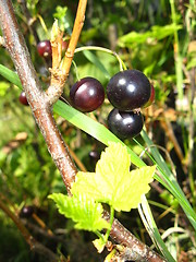 Image showing Berries of a black currant