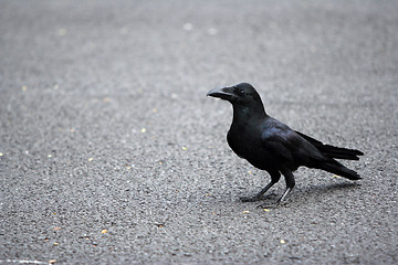 Image showing The crow