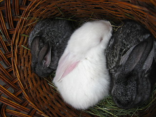 Image showing brood of the rabbits