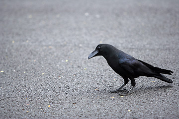 Image showing The crow