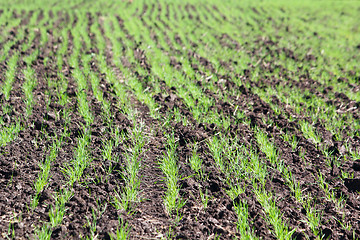 Image showing Field with a little sprouts