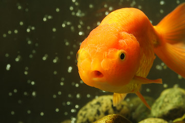 Image showing Lion head goldfish