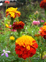 Image showing A beautiful flowers of tagetes