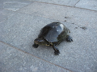 Image showing A small turtle