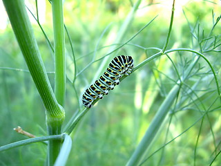 Image showing Caterpillar of the butterfly  machaon on the stone