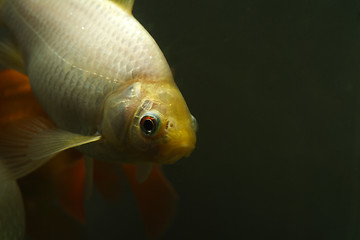 Image showing Goldfish