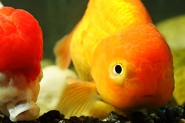 Image showing Lion head goldfish